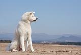AKITA INU 139
